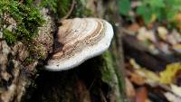 Ganoderma applanatum image