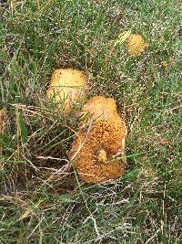 Suillus americanus image