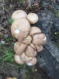 Agaricus campestris image