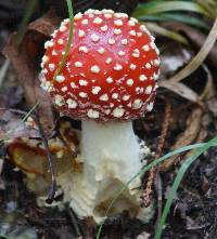 Amanita muscaria image