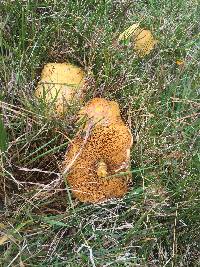 Suillus americanus image