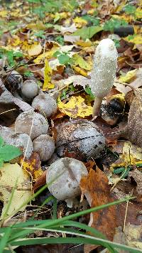 Coprinus comatus image