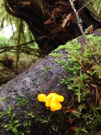 Tremella mesenterica image