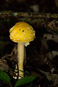 Amanita flavoconia image