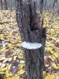 Ganoderma applanatum image