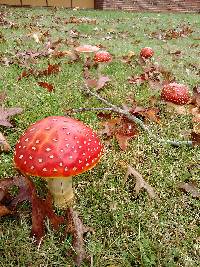Amanita muscaria image