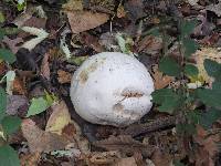 Calvatia gigantea image