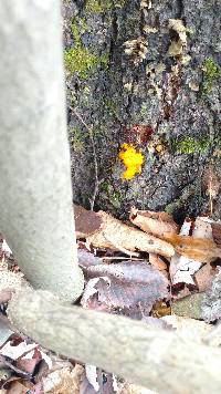 Tremella mesenterica image