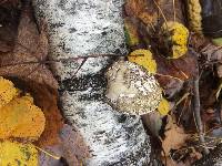 Fomitopsis betulina image