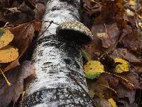 Fomitopsis betulina image