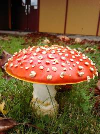 Amanita muscaria image