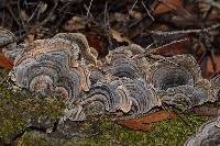 Trametes versicolor image