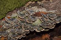 Trametes versicolor image