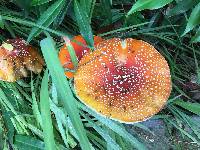Amanita muscaria subsp. flavivolvata image