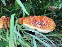 Amanita muscaria image