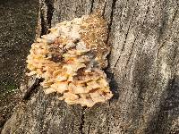 Laetiporus gilbertsonii image