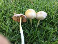 Bolbitius titubans image