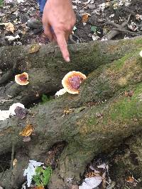 Ganoderma lucidum image