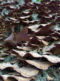 Trametes versicolor image