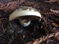 Agaricus xanthodermus image