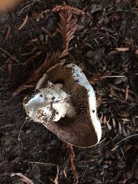 Agaricus xanthodermus image