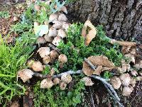 Coprinellus micaceus image