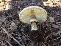 Chlorophyllum brunneum image