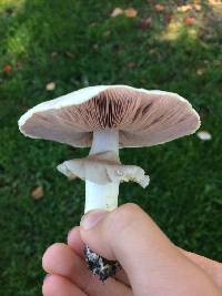 Agaricus xanthodermus image