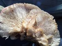 Pleurotus ostreatus image