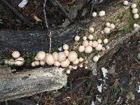 Lycoperdon pyriforme image