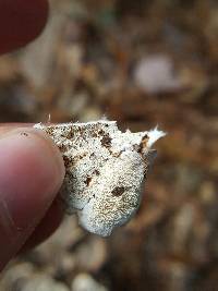 Trametes versicolor image