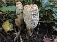 Coprinus comatus image