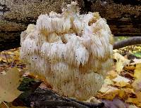 Hericium americanum image