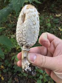 Coprinus comatus image