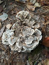 Trametes versicolor image