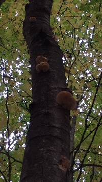 Pleurotus ostreatus image