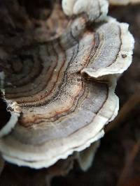 Trametes versicolor image