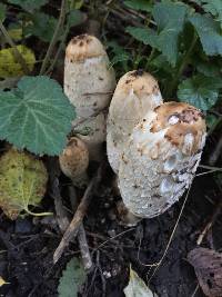 Coprinus comatus image