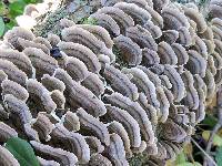 Trametes versicolor image