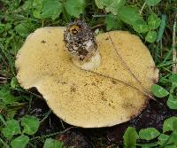 Suillus pungens image