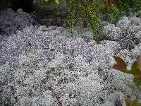 Cladonia rangiferina image