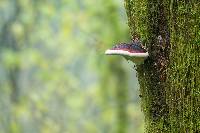 Fomitopsis pinicola image