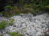 Cladonia stellaris image