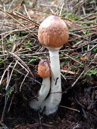 Lepiota rubrotinctoides image