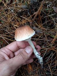 Lepiota rubrotinctoides image