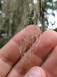 Ramalina menziesii image