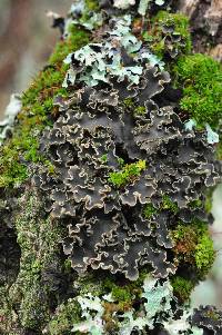 Peltigera collina image