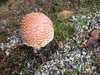 Amanita muscaria image