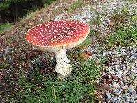 Amanita muscaria image