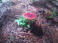 Amanita muscaria image